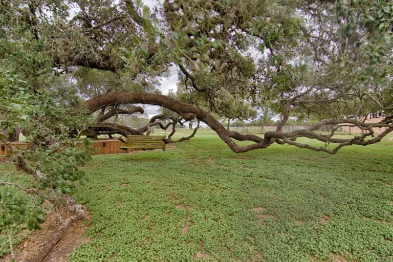 large century oak with swing hanging in the shade